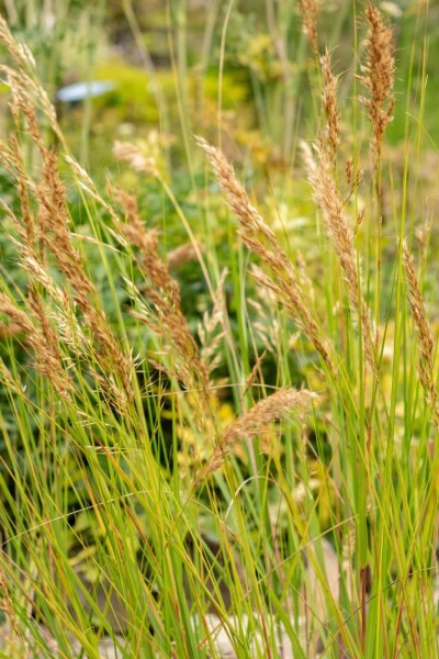 Achnatherum calamagrostis