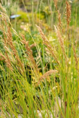 Achnatherum calamagrostis