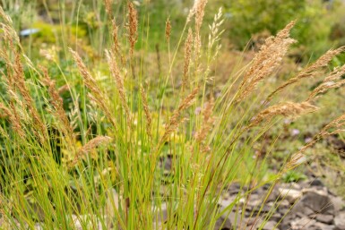Achnatherum calamagrostis