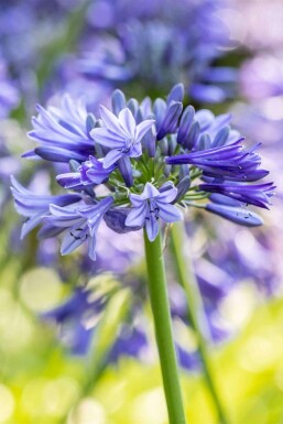 Agapanthus africanus 'Dr Brouwer'