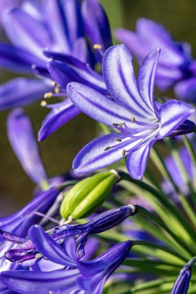 Agapanthus hybride 'Northern Star'