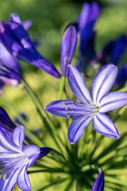 Agapanthus hybride 'Northern Star'