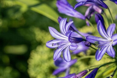 Agapanthus hybride 'Northern Star'