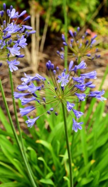 Agapanthus africanus 'Sunfield'