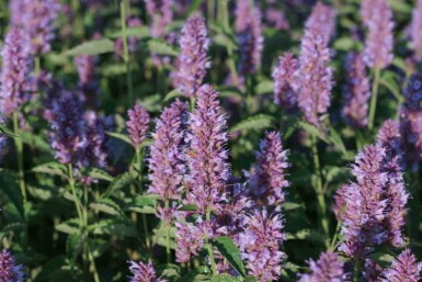 Agastache rugosa 'Beelicious Purple'