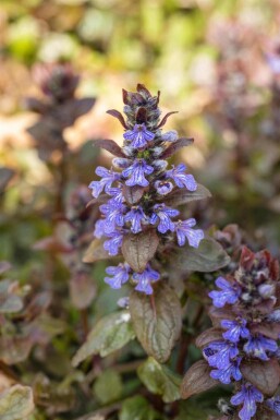Ajuga reptans 'Chocolate Chip'