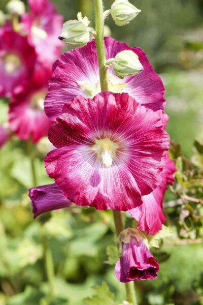 Alcea rosea