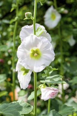 Alcea rosea
