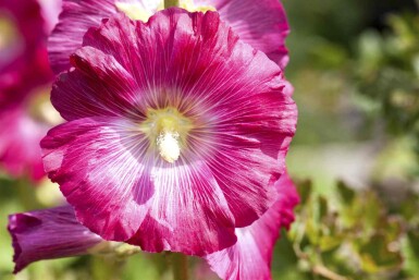 Alcea rosea