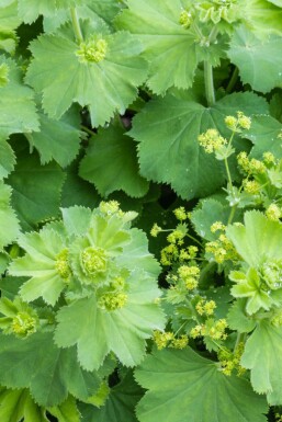 Alchemilla vulgaris