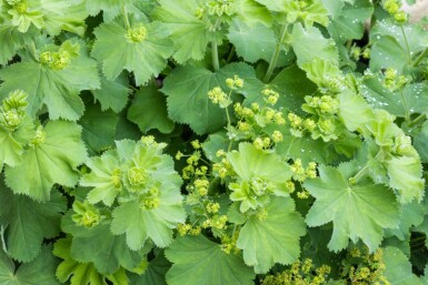 Alchemilla vulgaris