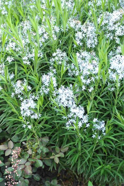 Amsonia ciliata