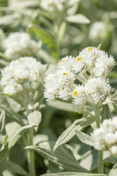 Anaphalis margaritacea