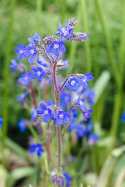 Anchusa azurea