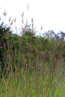 Andropogon gerardii