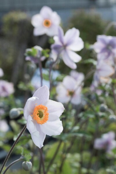 Anemone 'Elfin Swan'