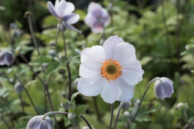 Anemone 'Elfin Swan'