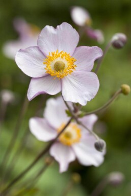 Anemone hupehensis