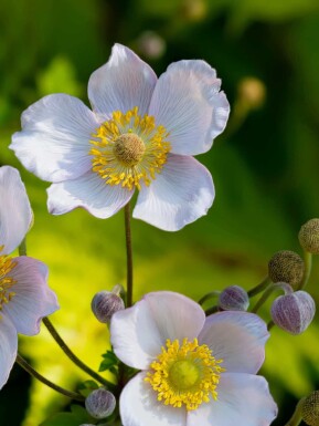 Anemone japonica 'Richard Ahrens'