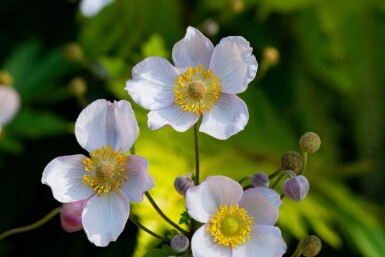 Anemone japonica 'Richard Ahrens'