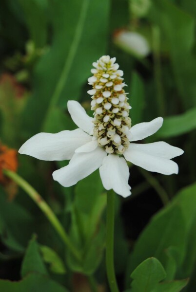 Anemopsis californica