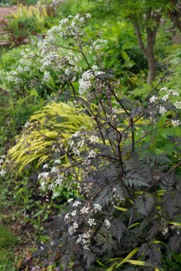 Anthriscus sylvestris 'Ravenswing'