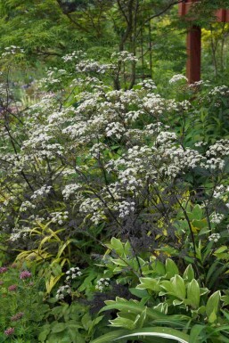 Anthriscus sylvestris 'Ravenswing'