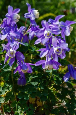 Aquilegia caerulea