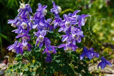 Aquilegia caerulea