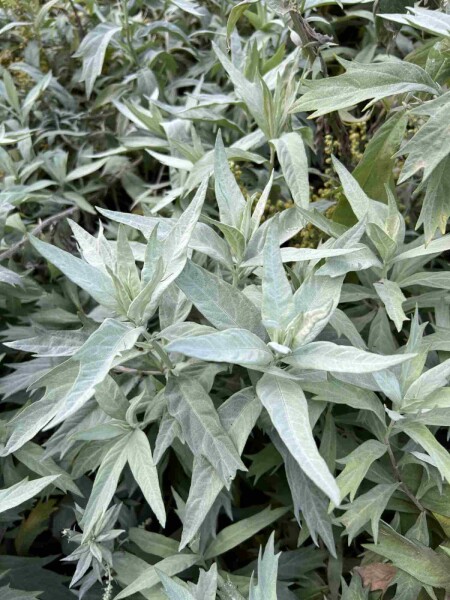 Artemisia ludoviciana 'Valerie Finnis'