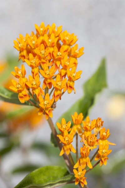 Asclepias tuberosa