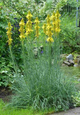 Asphodeline lutea