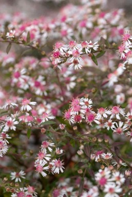 Aster lateriflorus 'Lady in Black'