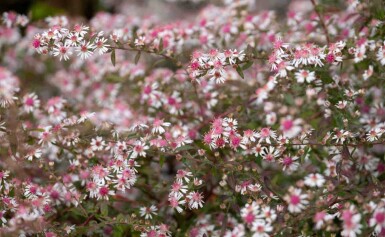 Aster lateriflorus 'Lady in Black'