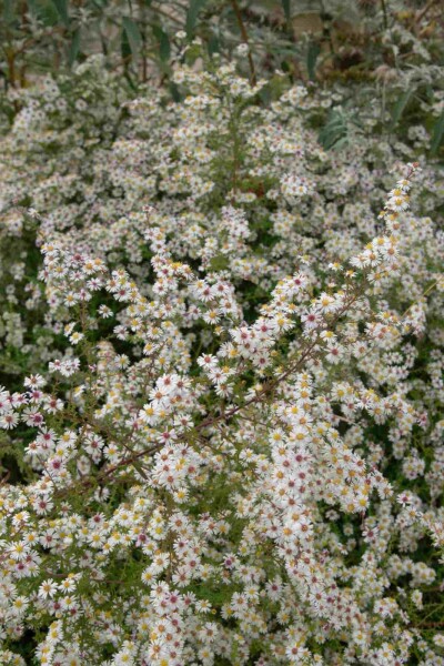 Aster pringlei 'Monte Cassino'