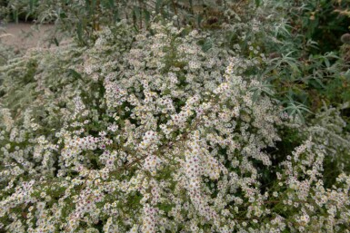 Aster pringlei 'Monte Cassino'