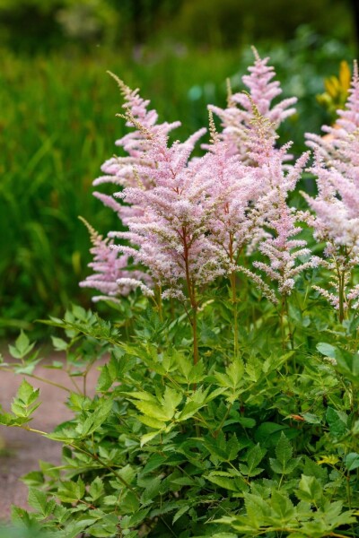 Astilbe japonica 'Europa'