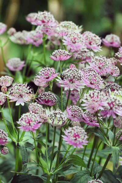 Astrantia major 'Buckland'