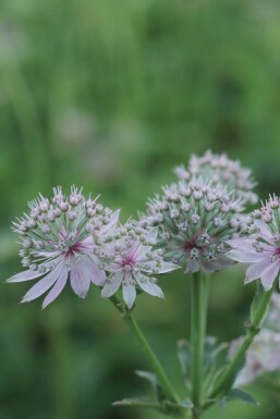 Astrantia major 'Florence'