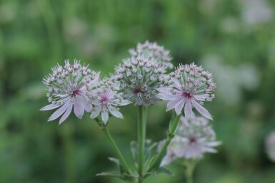 Astrantia major 'Florence'