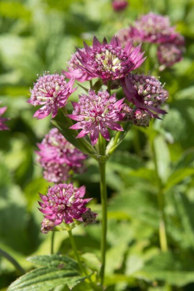 Astrantia major 'Rubra'