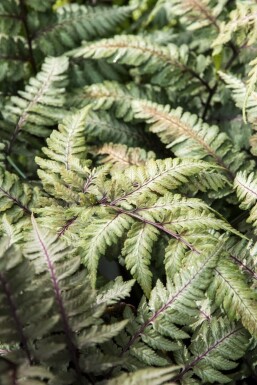 Athyrium niponicum 'Metallicum'