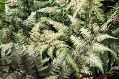 Athyrium niponicum 'Metallicum'
