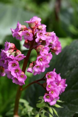 Bergenia cordifolia 'Purpurea'