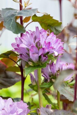 Campanula glomerata 'Caroline'