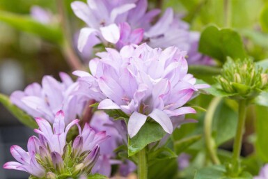 Campanula glomerata 'Caroline'