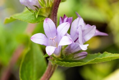 Campanula glomerata 'Caroline'