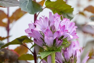 Campanula glomerata 'Caroline'