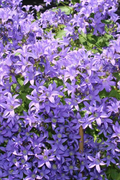 Campanula lactiflora