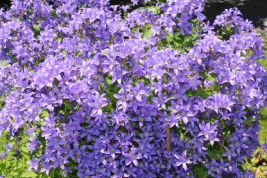 Campanula lactiflora